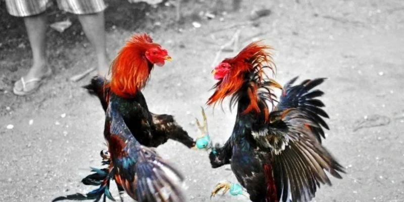 Những lưu ý quan trọng cần ghi nhớ kỹ khi chơi đá gà