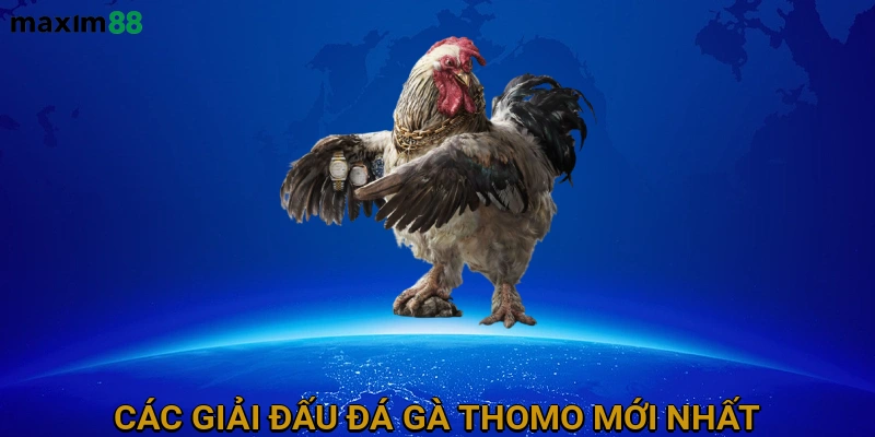 Các giải đấu đá gà Thomo mới nhất lớn trên thế giới