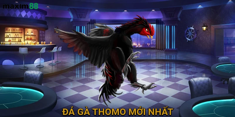 Đá gà Thomo mới nhất