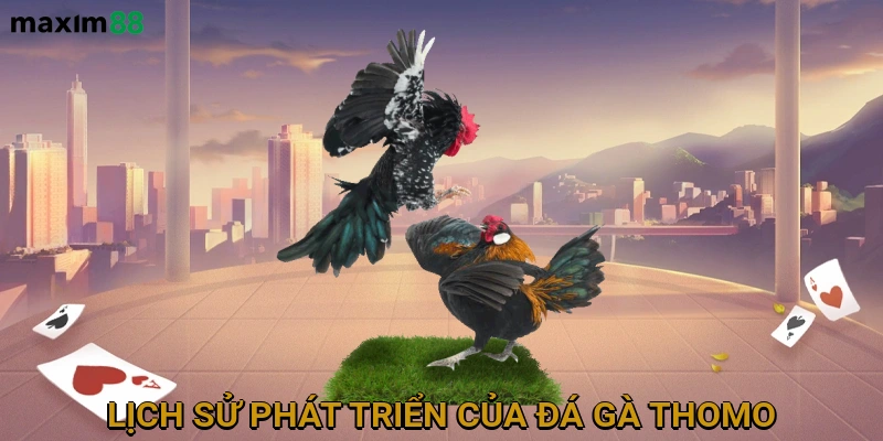 Lịch sử phát triển của đá gà thomo