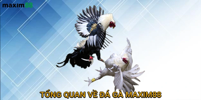 Tổng Quan Về Đá Gà MAXIM88